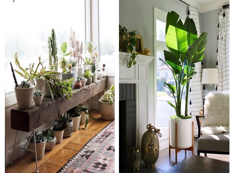 Chọn hoa tươi, cây cảnh để trang trí cửa sổ phòng khách