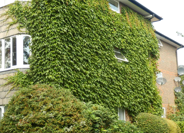 Trồng nhiều cây xanh giúp tạo bóng râm, cản nguồn nhiệt thâm nhập vào trong nhà. Giàn cây thân leo bao phủ bên ngoài ngôi nhà